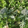 青野菜