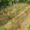 トマトの苗を植えました。
