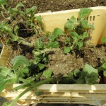 健康野菜ヤーコンを植えました。
