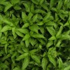 藍を植えました。