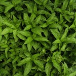 藍を植えました。