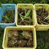 ウコンを植えました。