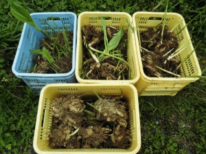 ウコン、芽が出てる