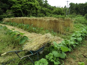 パン用小麦みなみのかおり　狩り始めました。