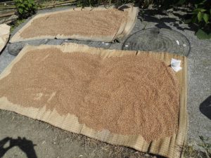 パン用小麦「みなみのかおり」　干す