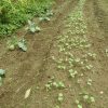 大根の芽が出ました。