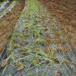 ラッキョを植えました。