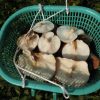椎茸を収穫しました。