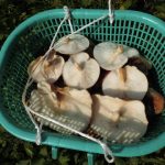 椎茸を収穫しました。