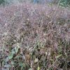 藍の種を収穫しました。
