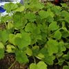 ズッキーニを定植しました。