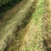秋野菜