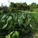 里芋草取り