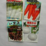 秋野菜の種蒔き