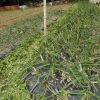 玉ねぎ草取り