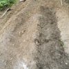 トマト床作り