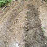 トマト床作り