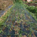 玉ねぎの草取り