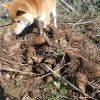 ヤーコン掘り