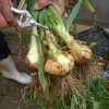 冬玉ねぎ