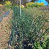 玉ねぎ草取り