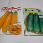 ズッキーニ種蒔き