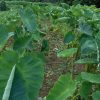 里芋草取り