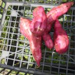 さつま芋