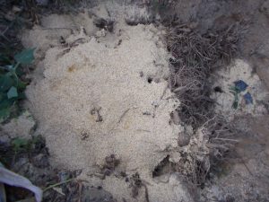 DSCN0740
