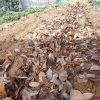 さつま芋苗床