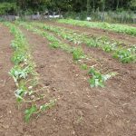 藍の苗定植