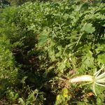 秋野菜