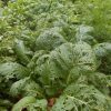 葉野菜