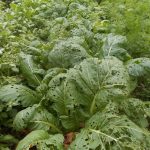 葉野菜