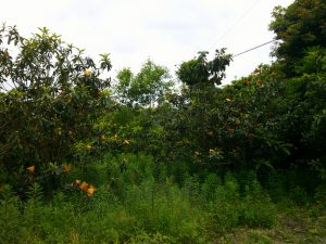 Digital Camera